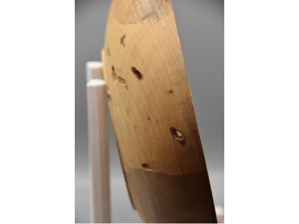 10" Low-Profile Spalted Ash Bowl with Natural Bore Holes