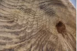 12" Spalted Ash Centerpiece Bowl with Live Bark Inclusion