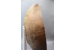 12" Spalted Ash Centerpiece Bowl with Live Bark Inclusion