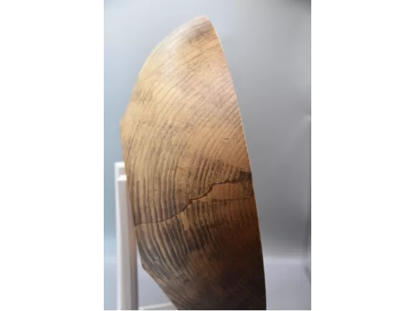 12" Spalted Ash Centerpiece Bowl with Live Bark Inclusion