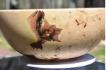 The Wildwood Sovereign: 12-Inch Figured Maple Burl Bowl The Wildwood Sovereign: 12-Inch Figured Maple Burl Bowl