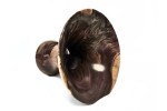 "Socrates" Mega Sized Heirloom English Walnut Phone Amplifier Stand - Ships in 1-2 days "Socrates" Mega Sized Heirloom English Walnut Phone Amplifier Stand - Ships in 1-2 days